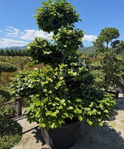 Camellia japonica - Camelia