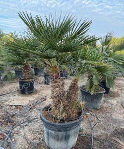 Chamaerops humilis - Europese dwergpalm