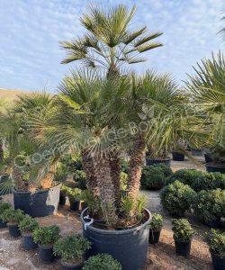 Chamaerops humilis - Europese dwergpalm