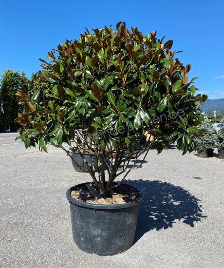 Magnolia grandiflora meerstammig kopen