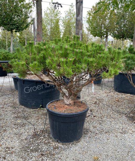 Pinus brevifolia kopen
