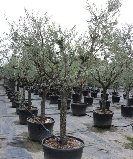 Toscaanse Olijfboom kopen