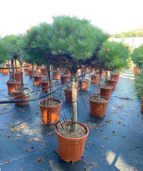 Pinus brepo kopen