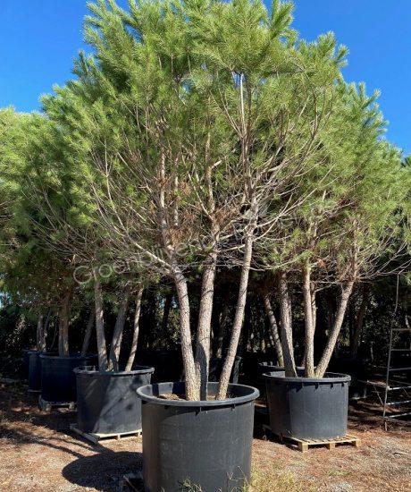Pinus pinea meerstammig 
