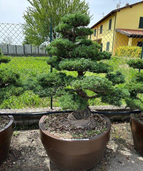 Pinus pentaphylla bonsai kopen