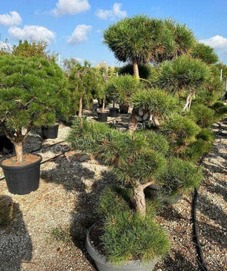 Pinus sylvestris bonsai kopen