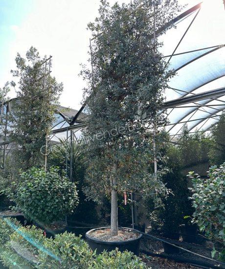 Quercus Ilex leiboom 