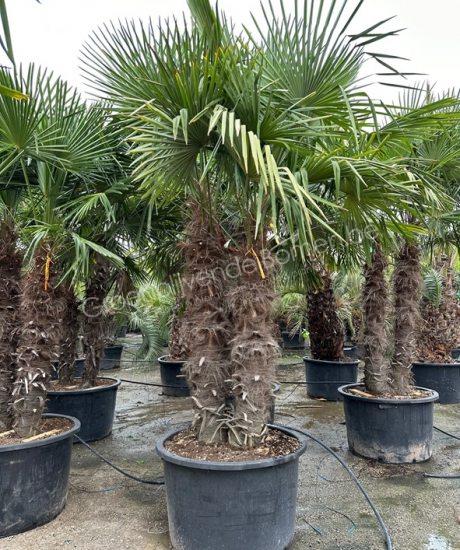 Meerstammige Trachycarpus Fortunei kopen