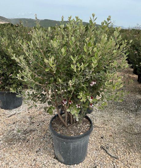 Feijoa sellowiana struik kopen