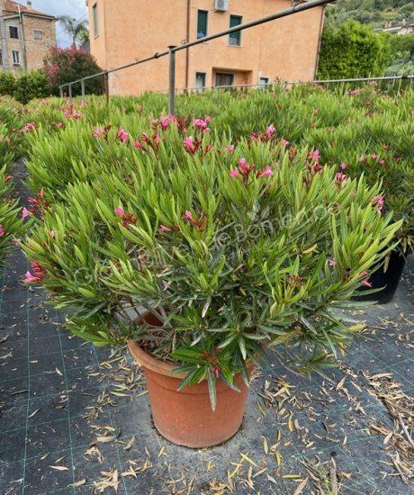 Oleander bolvorm kopen