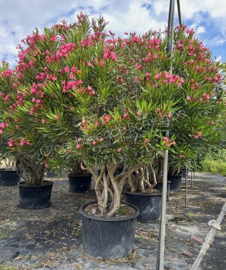 Oleander meerstammig kopen