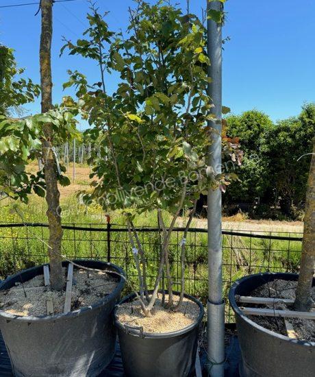 Parrotia persica meerstammig kopen