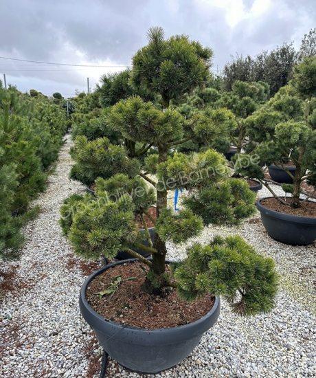 Pinus mughus bonsai kopen