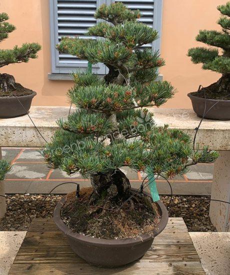 Pinus pentaphylla bonsai kopen
