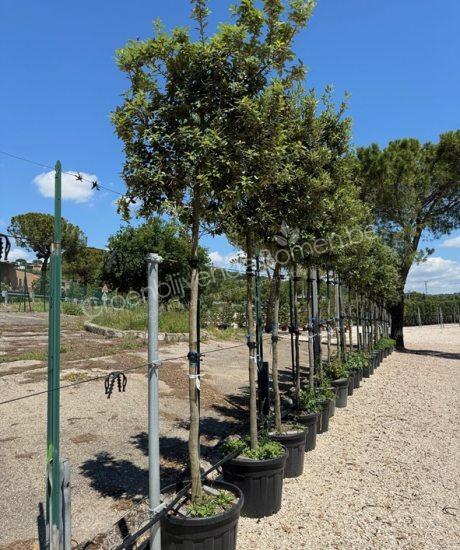 Quercus ilex hoogstam natuurlijk gevormde leiboom