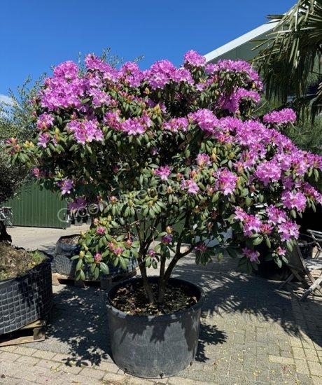 Rhododendron