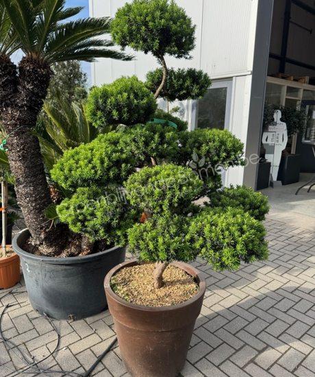Taxus Bonsai kopen