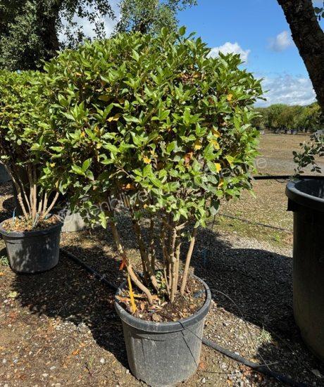 Viburnum tinus meerstammig kopen