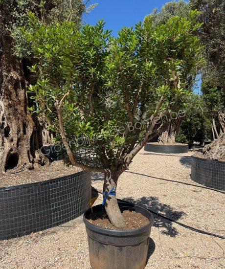 Arbutus unedo halfstam aardbeienboom