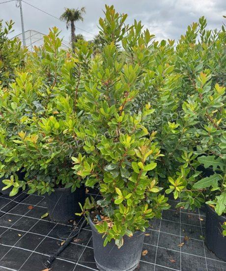 Arbutus unedo struikvorm kopen aardbeienboom