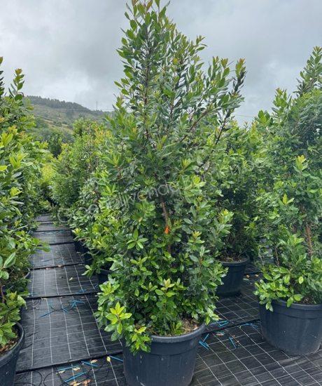 Aardbeienboom struikvorm kopen Arbutus unedo