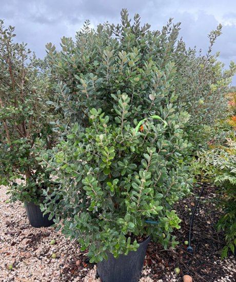 Feijoa sellowiana struik kopen