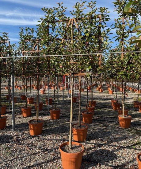 Photinia fraseri 'Red Robin' leiboom glansmispel