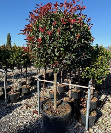 Photinia fraseri 'Red Robin' Halfstam kopen glansmispel