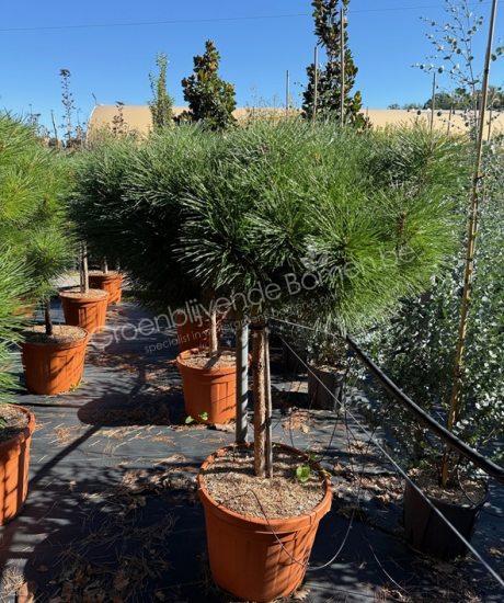 Pinus brepo 'Pierrick Bregeon' halfstam kopen Bolvormmige den