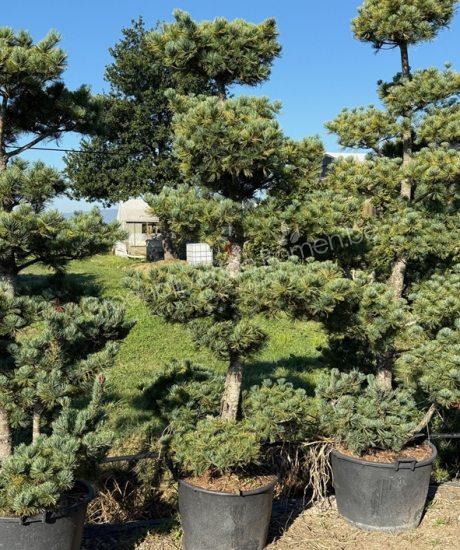 Pinus parviflora 'Tempelhof' bonsai kopen