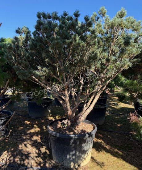 Pinus sylvestris 'Watereri' meerstammig kopen