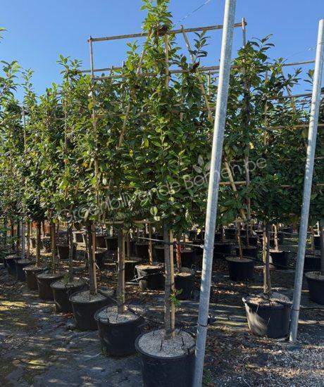 Prunus laurocerasus leiboom kopen