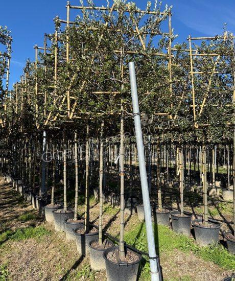 Quercus Ilex leiboom kopen Steeneik