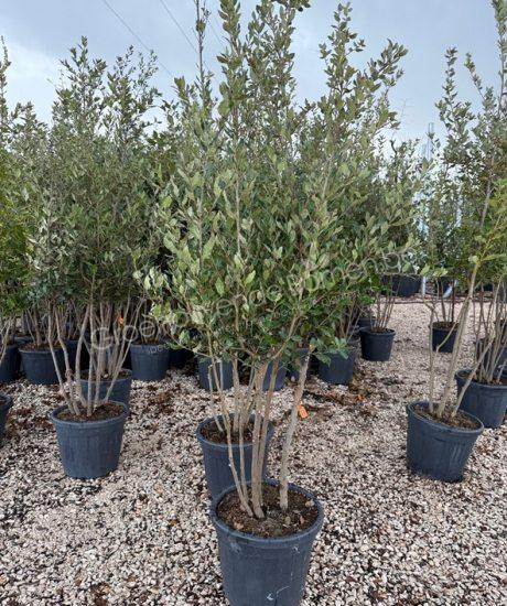 Steeneik meerstammig Quercus Ilex