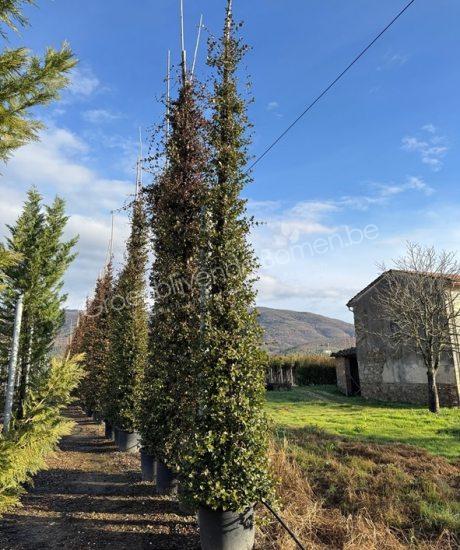 Toscaanse jasmijn kopen Trachelospermum jasminoides