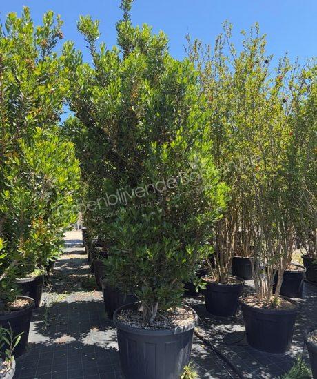 Aardbeienboom struikvorm kopen Arbutus unedo