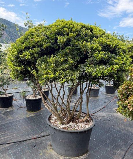 Azalea japonica meerstammig kopen