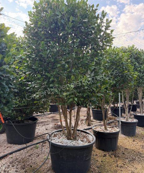 Camellia japonica meerstammig kopen