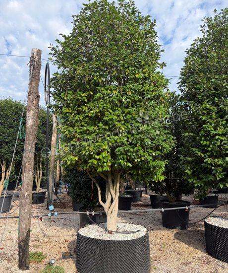 Camellia japonica meerstammig kopen