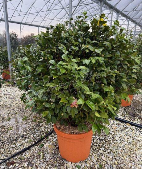 Camelia japonica struik kopen