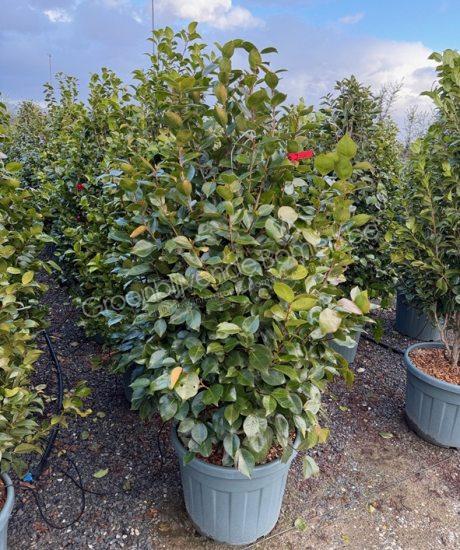 Camelia japonica struik kopen