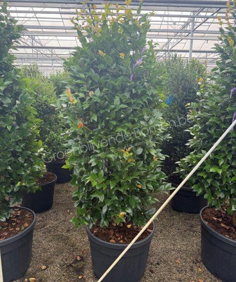 Camellia japonica struik kopen