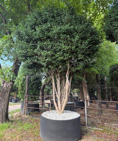 Camellia sasanqua meerstammig kopen