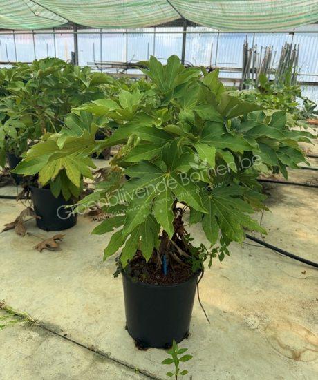 Fatsia japonica vingerplant kopen