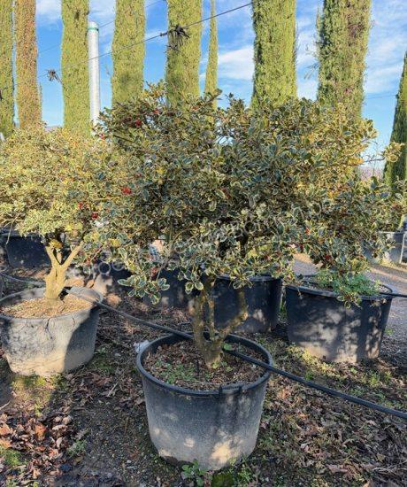 Ilex aquifolium 'Aureomarginata' meerstammig kopen bonte hulst