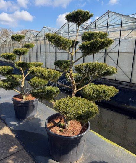 Juniperus media 'Mint Julep' bonsai kopen