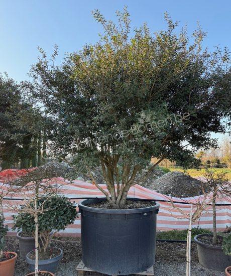 Osmanthus burkwoodii meerstammig kopen schijnhulst