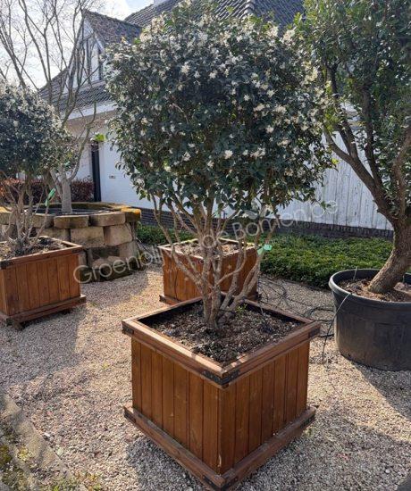 Osmanthus burkwoodii meerstammig kopen schijnhulst