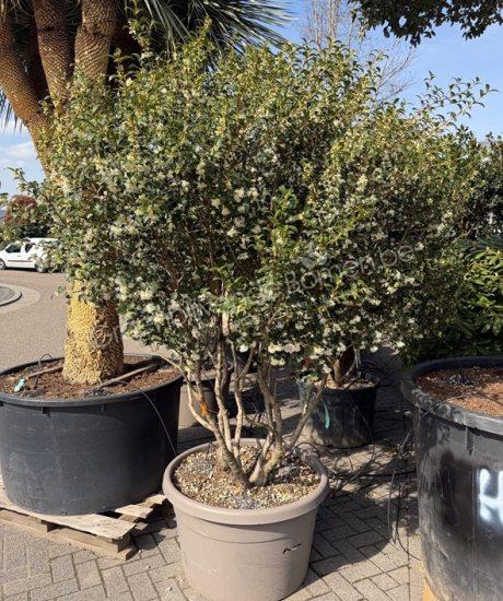Osmanthus burkwoodii meerstammig kopen schijnhulst