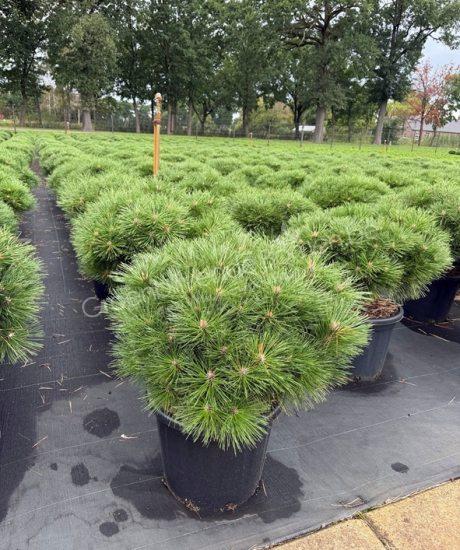 Pinus brepo bol kopen Bolvormige den